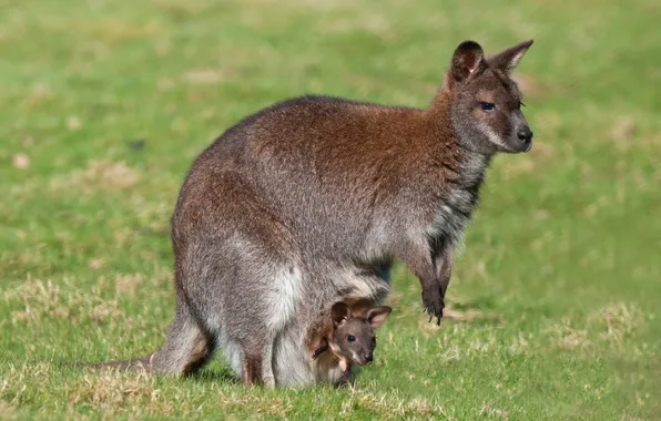 Картинка кенгуру, детёныш, материнство