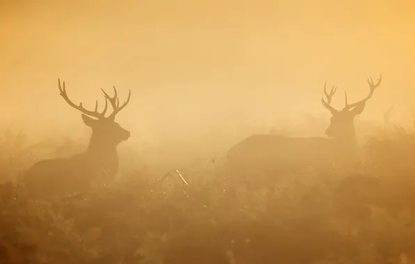 Картинка природа, туман, утро, олени
