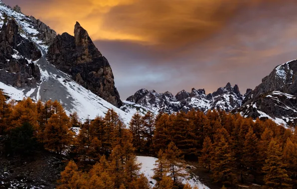 Картинка снег, деревья, горы, склон