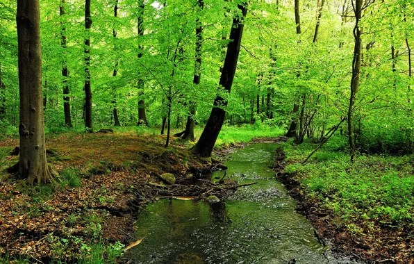 Картинка лес, деревья, река, ручей, заросли