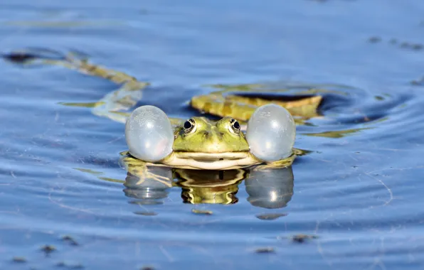 Вода, лягушка, лужа