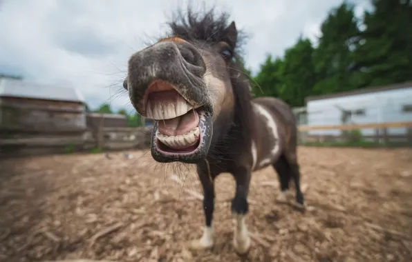 Картинка animal, horse, Shetland