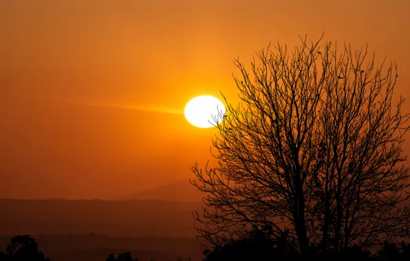 Sky, trees, sunset, mountains, sight