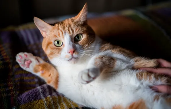 Глаза, кот, взгляд, шерсть