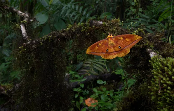 Картинка трава, листья, макро, оранжевый, темный фон, бабочка, мох, насекомое