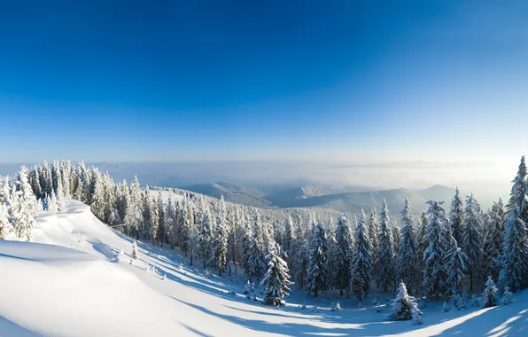 Картинка снег, горы, склон, ёлки