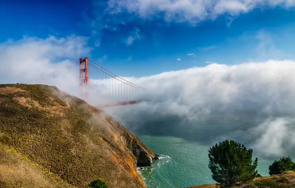 Картинка небо, облака, мост, туман, дерево, залив, Сан-Франциско, Золотые ворота