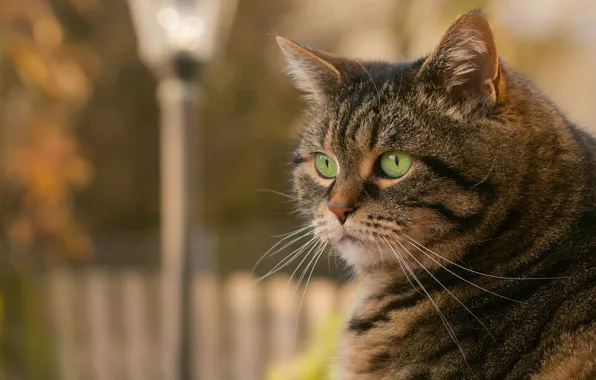 Картинка кошка, взгляд, кот полосатый