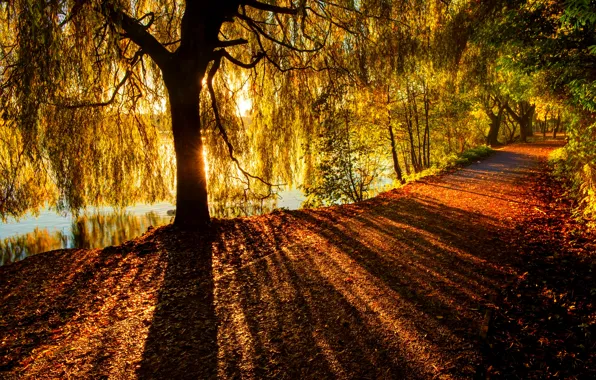 Картинка дорога, осень, лес, листья, деревья, природа, парк, река