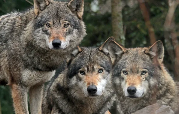 Картинка predator, animal, wolf, wildlife, portrait, portrait., Canis lupus. face, wolf pack nature