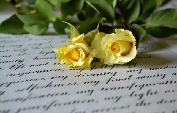 Письмо, макро, стиль, розы, дуэт, жёлтые розы