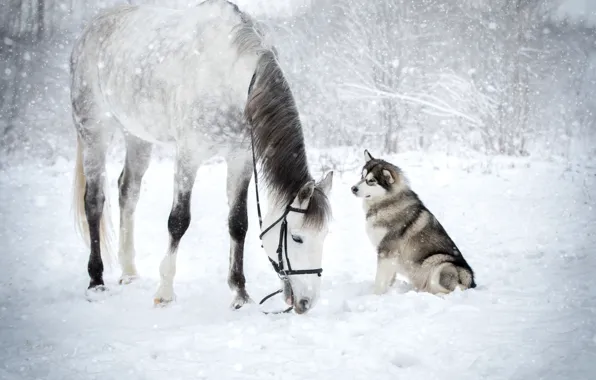 Картинка зима, снег, лошадь, хаски