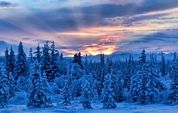 Зима, снег, деревья, горы, Аляска, Alaska