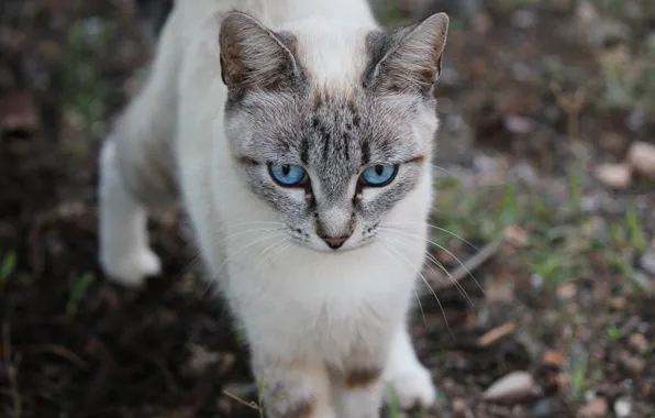 City, love, sky, landscape, blue, eyes, cat, dog