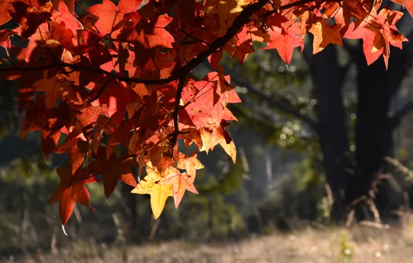 Осень, листья, макро, деревья