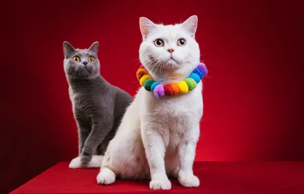 Картинка кошка, белый, кот, украшения, серый, две, пара, бусы