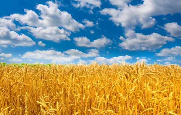Картинка пшеница, поле, небо, солнце, облака, природа, колосья