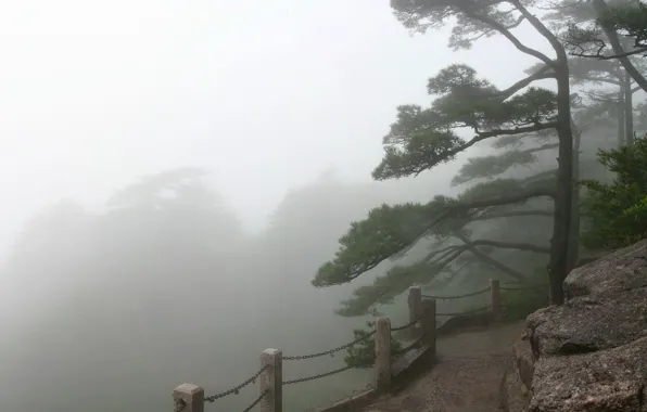 Картинка деревья, забор, Туман