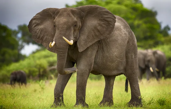 Картинка животные, слон, саванна, Африка, слоны, бивни