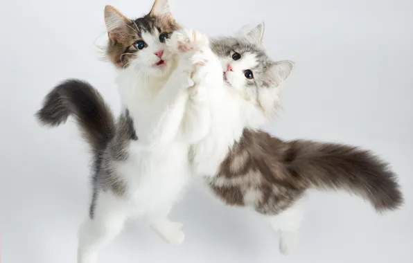 Картинка кот, танец, котёнок, двое