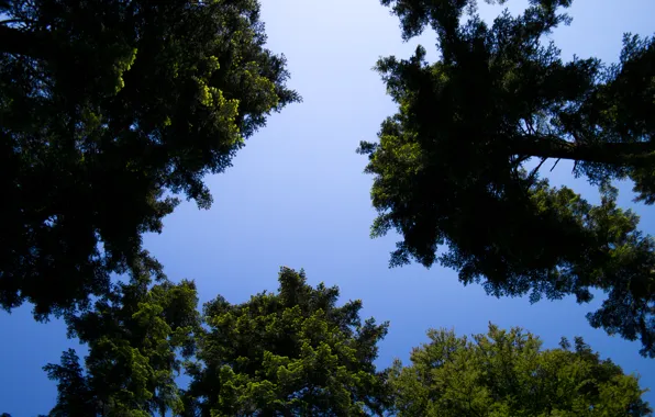 Nature, Sky, Summer, Sunshine, Forest, Trees, Woods, Cloudless