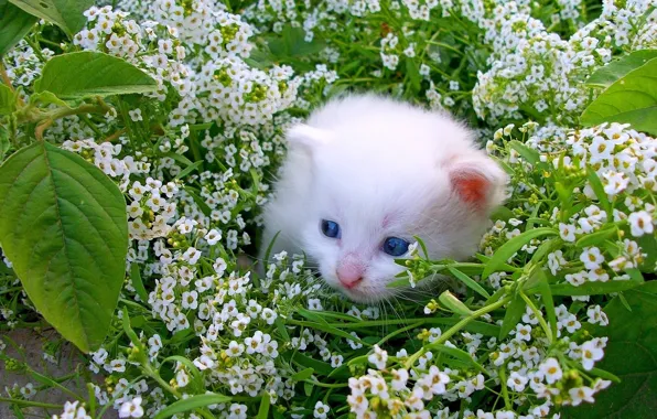 Кошка, взгляд, поза, котенок, мордашка