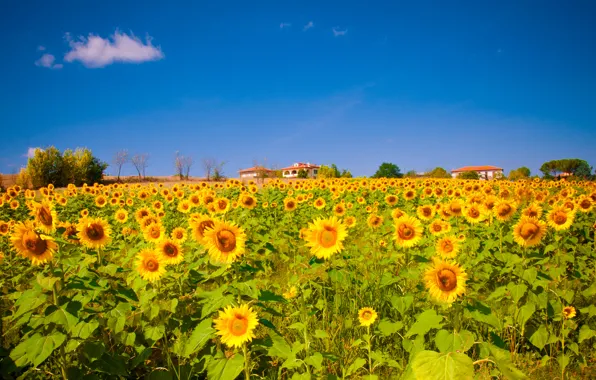 Картинка поле, подсолнухи, природа, Nature, field, sunflowers