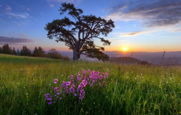 Картинка поле, лето, цветы