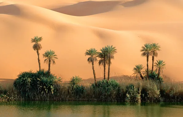 Картинка песок, вода, пальмы, пустыня