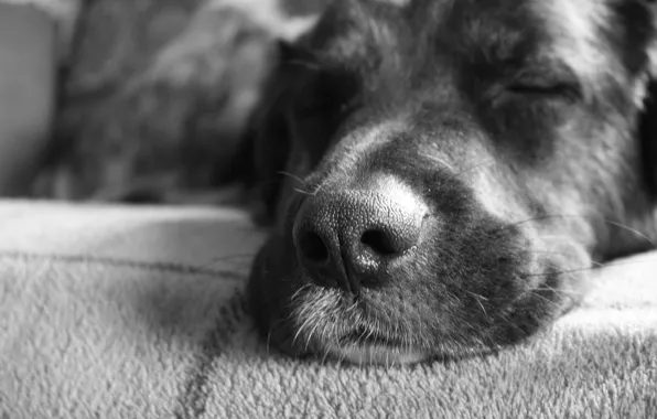 Картинка морда, Собака, нос, спит