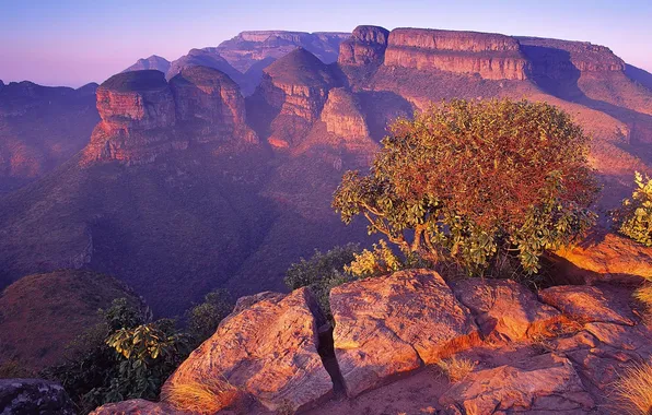 Картинка Горы, ЮАР, одинокий куст
