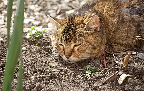 Кошка, цветы, клумба, огород
