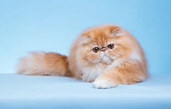 Кошка, кот, взгляд, поза, мордашка