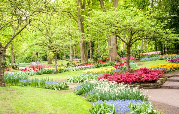 Зелень, деревья, цветы, парк, газон, весна, тюльпаны, Нидерланды