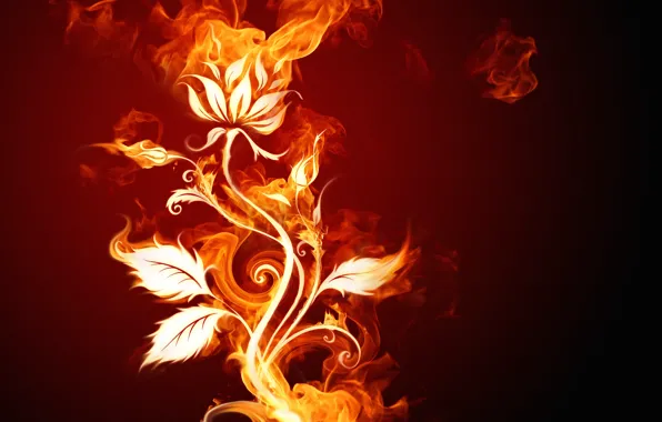 Картинка цветок, огонь
