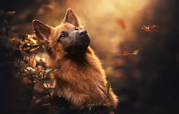 Картинка осень, морда, листья, собака, боке, овчарка