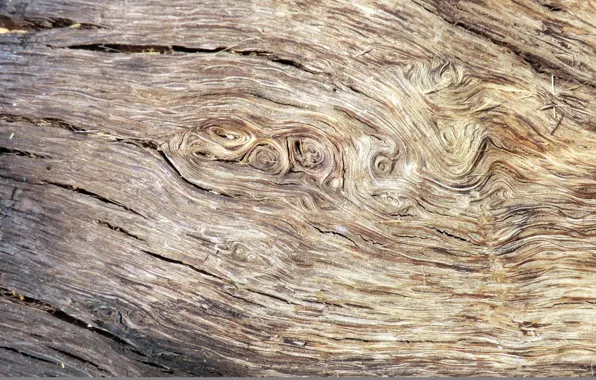 Abstract, wood, texture