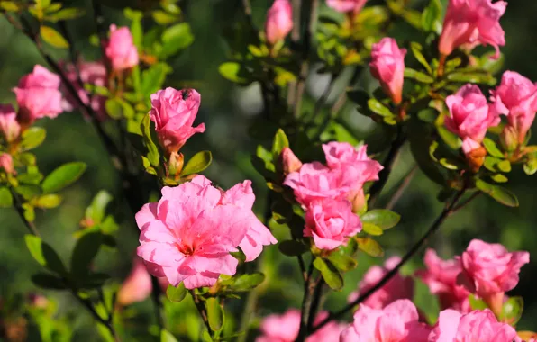 Flower, blooming, azalea