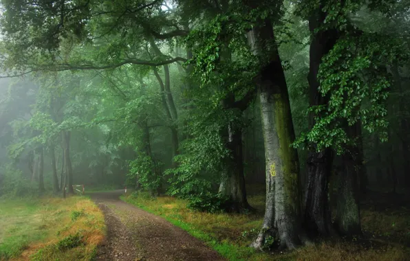 Картинка дорога, лес, лето, туман, дождь, Германия, Оденвальд