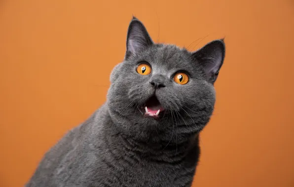 Язык, кошка, кот, серый, портрет, удивление, пасть, клыки
