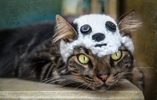 Кошка, кот, взгляд, морда, серый, фон, модель, шапка
