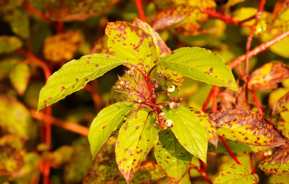 Leafs, color, twigs
