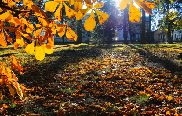 Park, autumn, tree, leaf, fall