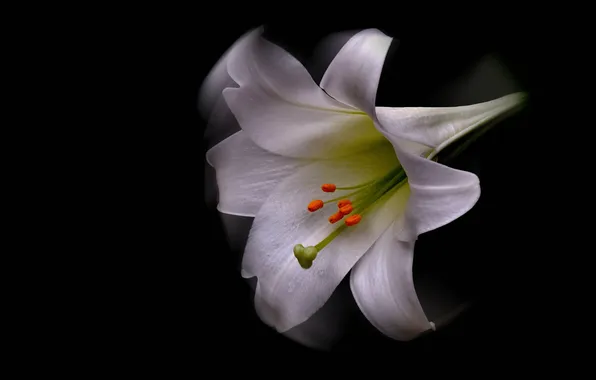 Картинка цветок, природа, растение, лилия, лепестки