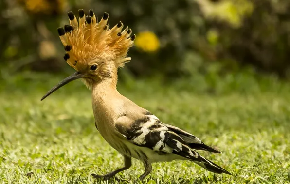 Картинка black, beige, hoopoe, and yellow bird on green grass during daytime