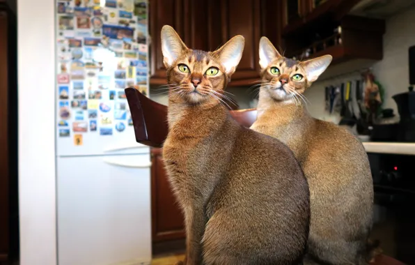 Глаза, кот, взгляд, морда, кошки, дом, коты, мебель