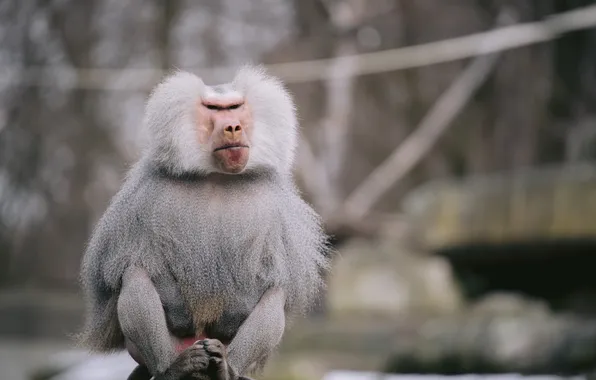 Silver, beautiful, male, baboon, hamadryas