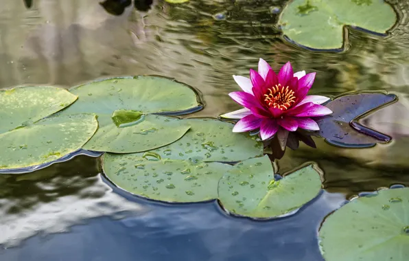 Цветок, листья, пруд, розовая, кувшинка, водоем, нимфея, водяная лилия