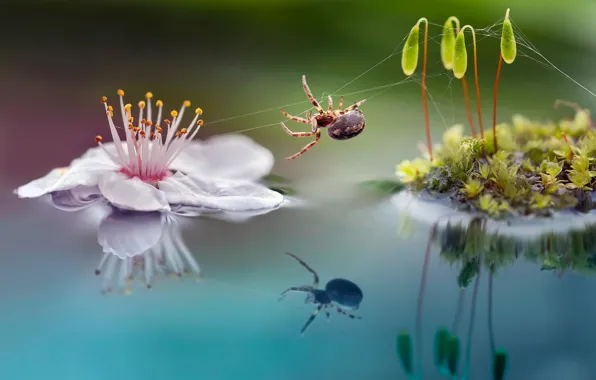 Картинка цветок, макро, природа, ростки, мох, паучок, Roberto Aldrovandi