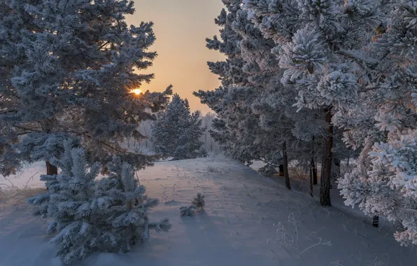 Картинка зима, солнце, лучи, снег, деревья, природа, рассвет, утро